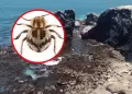 Ica: Cient�ficos descubren nueva especie de 'escarabajo ara�a' en la Reserva Nacional San Fernando