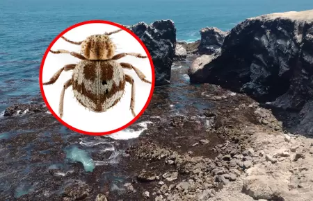 Ejemplar fue hallado en la Reserva Nacional San Fernando.