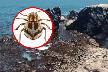 Ejemplar fue hallado en la Reserva Nacional San Fernando.