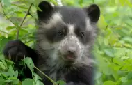 Protege al oso de anteojos desde tu celular: Descubre c�mo donar y proteger esta especie con Yape