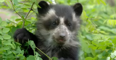 Ayudar a protege al oso de anteojos
