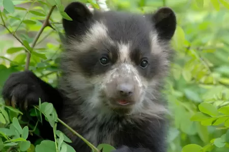 Ayudar a protege al oso de anteojos