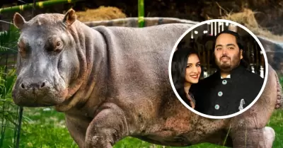 Magnate indio ofrece su centro de rescate para salvar del sacrificio a los hipop