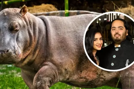 Magnate indio ofrece su centro de rescate para salvar del sacrificio a los hipop