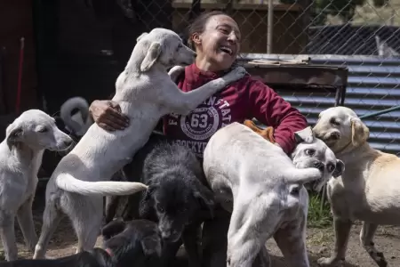 Ordenanza impide que familias tengan m�s de dos mascotas