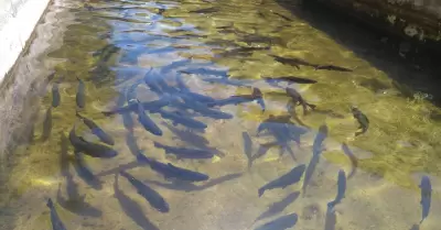 Piscigranjas de trucha sufren contaminaci�n masiva y productores pierden 2 millo