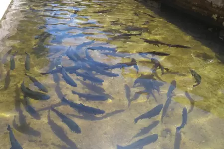 Piscigranjas de trucha sufren contaminaci�n masiva y productores pierden 2 millo