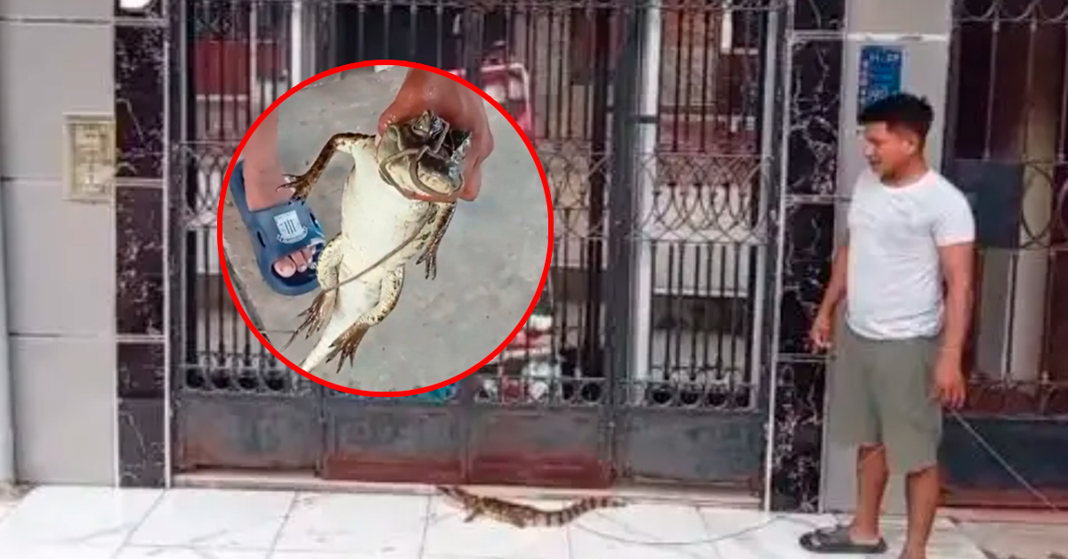 Odontólogo descubre lagarto escondido tras letrero de consultorio dental en Belén