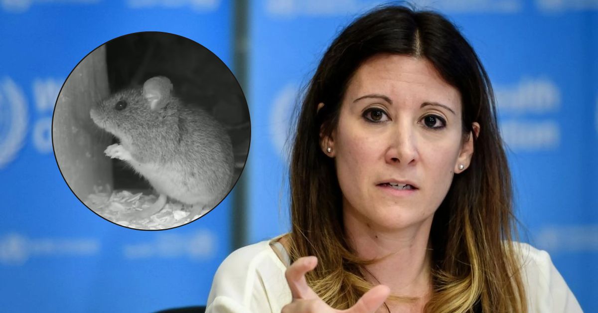 OMS descarta que el hantavirus pueda ser una pandemia mundial como la del coronavirus