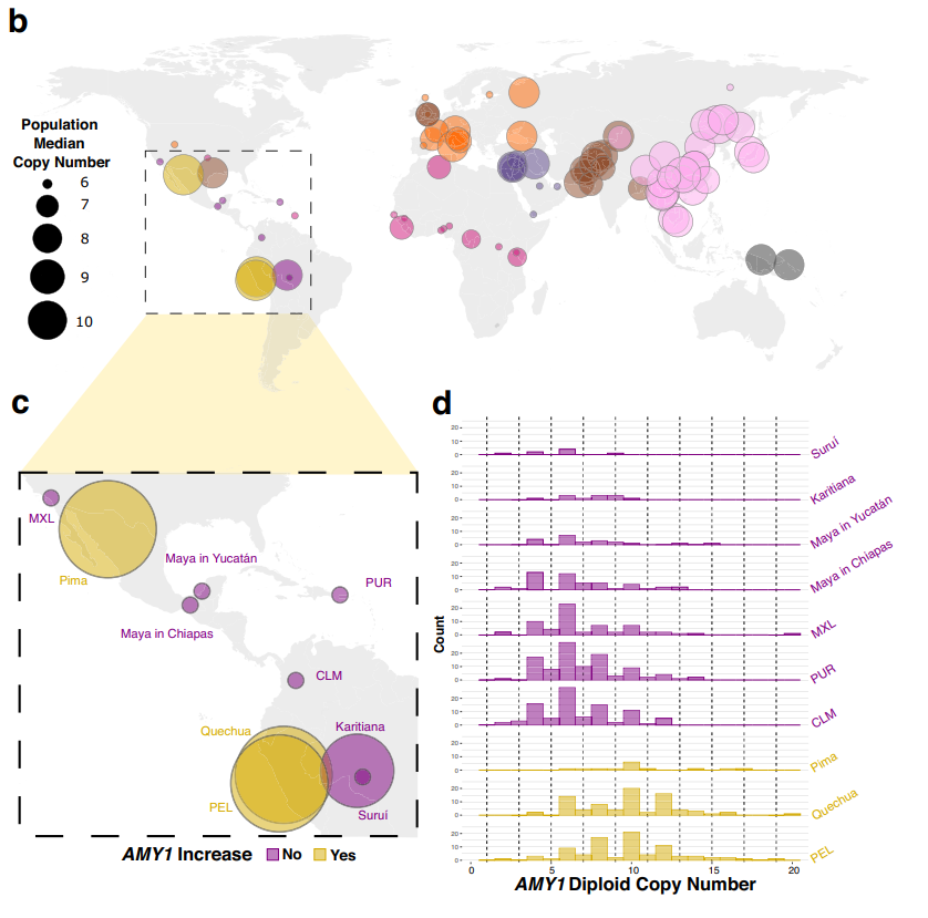 Mapa de los niveles del AMY1 en diversas regiones. Descendientes quechua tienen mayor concentraci�n.