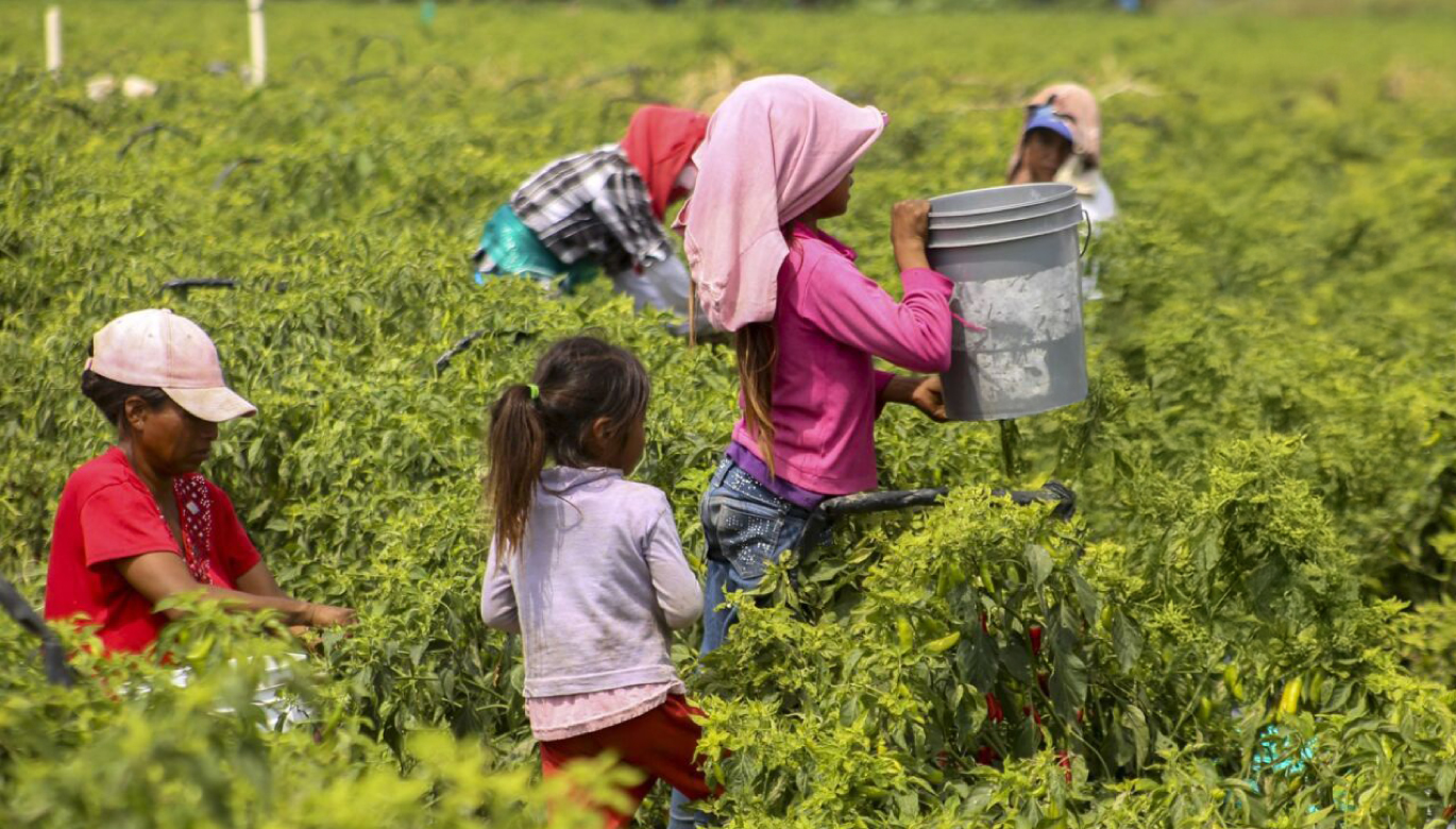 ¡Importante avance! Perú refuerza lucha contra el trabajo infantil con nuevo protocolo aprobado por el MTPE