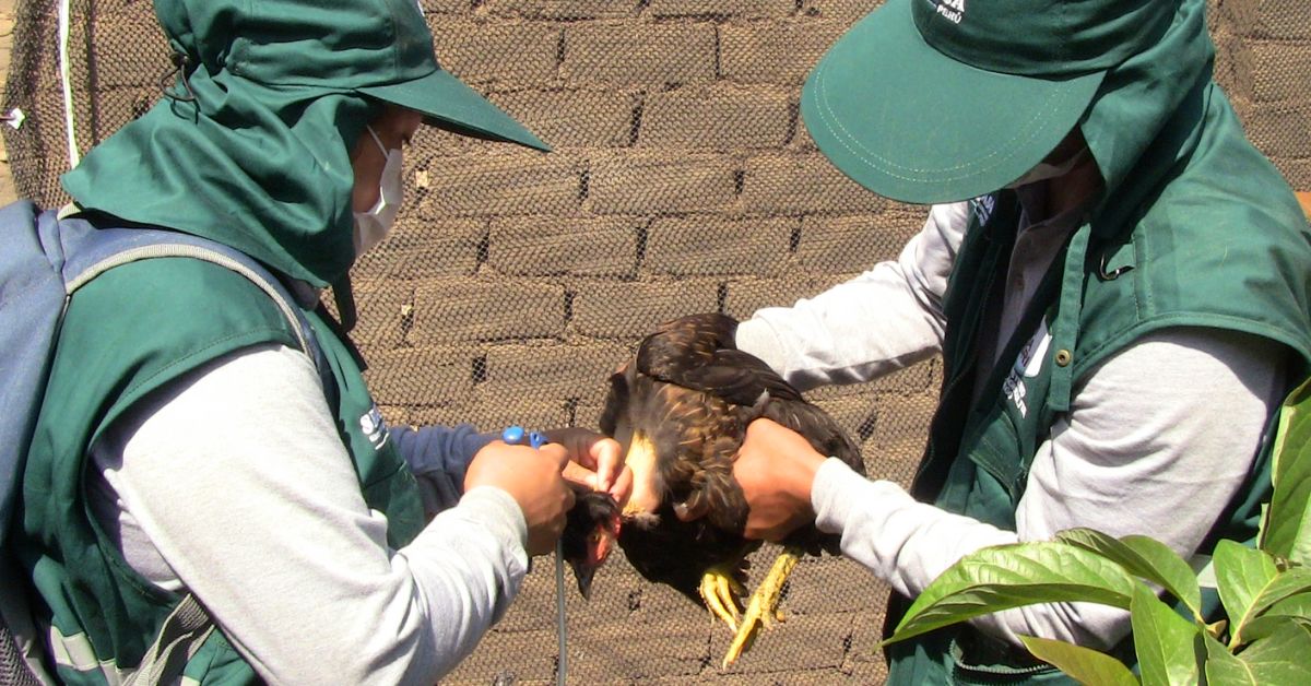 Detectan brotes aislados de influenza aviar en Lambayeque: al menos 128 aves murieron