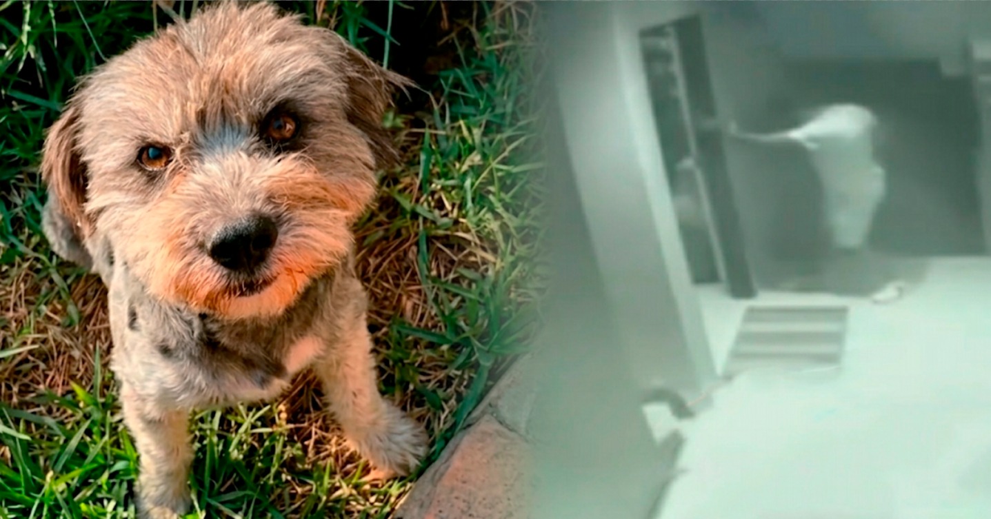 Piura: Suboficial de la PNP es denunciado por asesinar de un disparo a un perro