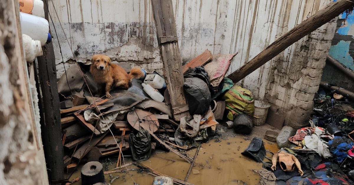 ¡LO PERDIÓ TODO! Abuelito quedó en situación vulnerable tras feroz incendio en Huaral: sus perritos quedaron en la calle