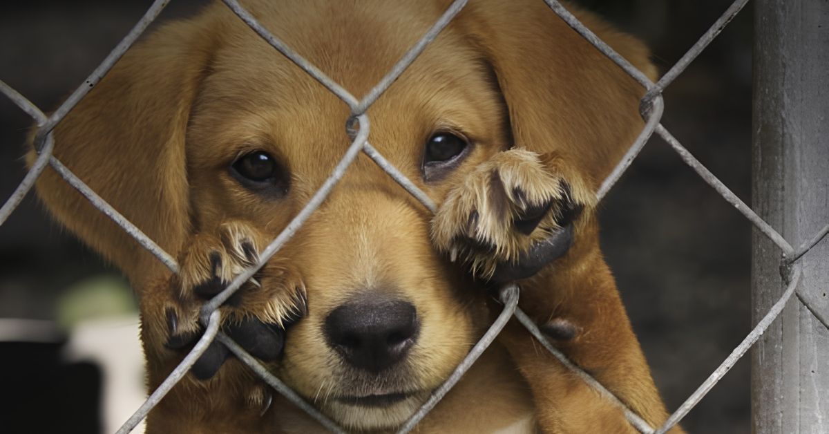 Congreso: Actos de crueldad contra animales domésticos y silvestres tendrán condenas de hasta 8 años de cárcel