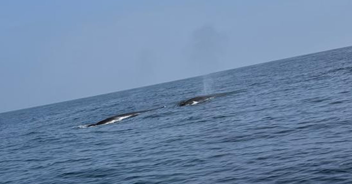 Niño Costero: Reportan avistamiento de ballenas en costas de Lima y Callao por fenómeno en el litoral