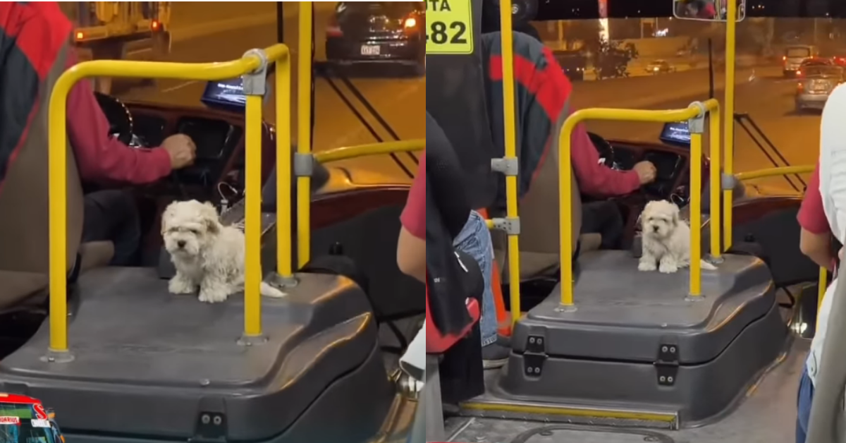 Chofer de bus de transporte pública se viraliza por salir a trabajar con su perrito: "Padre responsable"