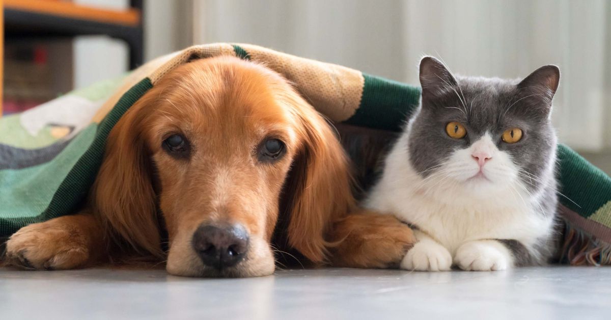 El INVENTO viral para los amantes de las mascotas: Un collar que INTERPRETA ladridos y maullidos