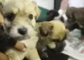 Municipio de Chiclayo crea comit� para proteger a mascotas y aclaran dudas sobre nueva ordenanza