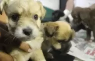 Municipio de Chiclayo crea comit� para proteger a mascotas y aclaran dudas sobre nueva ordenanza