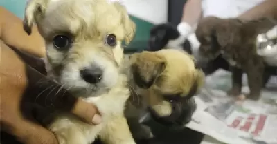 Municipio de Chiclayo crea comit� para proteger a mascotas