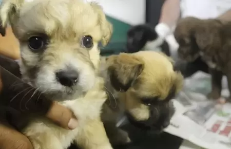 Municipio de Chiclayo crea comit� para proteger a mascotas