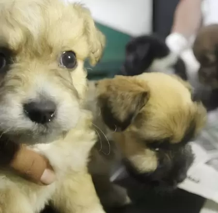 Municipio de Chiclayo crea comit� para proteger a mascotas
