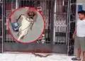 Odont�logo descubre lagarto escondido tras letrero de consultorio dental en Bel�n