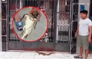 Odont�logo descubre lagarto escondido tras letrero de consultorio dental en Bel�n