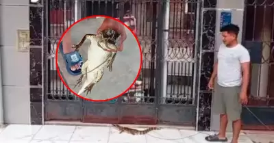 Reptil habr�a sido arrastrado por fuertes lluvias