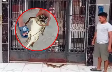 Reptil habr�a sido arrastrado por fuertes lluvias
