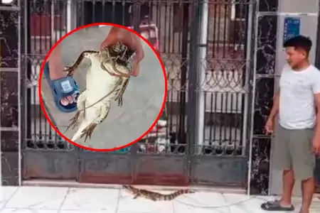 Reptil habr�a sido arrastrado por fuertes lluvias