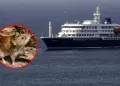 Hantavirus que caus� la muerte de 3 personas en crucero es de cepa Andes, transmisible entre humanos