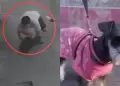 �H�roe sin capa! Hombre salva a perrito que ca�a desde un tercer piso y se vuelve viral en El Agustino