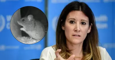 OMS descarta que el hantavirus pueda ser una pandemia mundial como la del corona