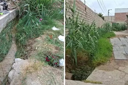 Acequia genera alarma de dengue en Pocollay