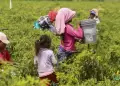 �Importante avance! Per� refuerza lucha contra el trabajo infantil con nuevo protocolo aprobado por el MTPE