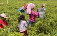 �Importante avance! Per� refuerza lucha contra el trabajo infantil con nuevo protocolo aprobado por el MTPE