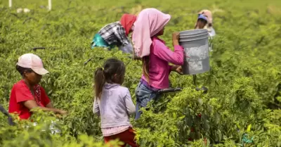 �Importante avance! Per� refuerza lucha contra el trabajo infantil con nuevo pro