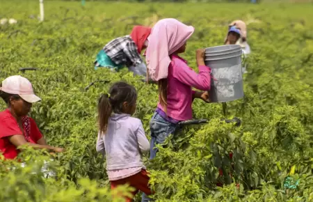 �Importante avance! Per� refuerza lucha contra el trabajo infantil con nuevo pro