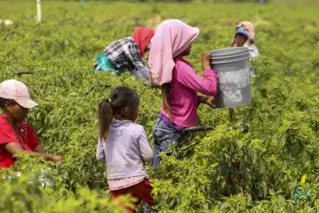 �Importante avance! Per� refuerza lucha contra el trabajo infantil con nuevo pro