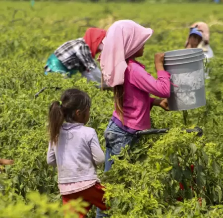 �Importante avance! Per� refuerza lucha contra el trabajo infantil con nuevo pro