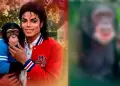 Michael Jackson: �Qu� pas� con Bubbles y d�nde vive actualmente el famoso chimpanc�?