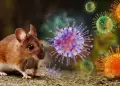 Alerta por brote de hantavirus: "El 50 % de los que se contagian con variante andina, se mueren"