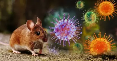 Hantavirus