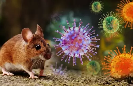 Hantavirus