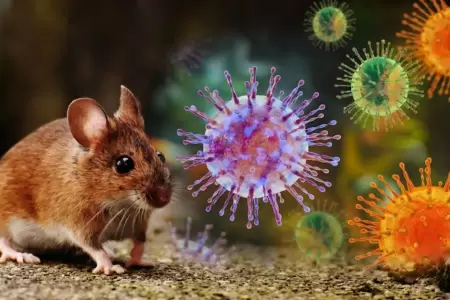 Hantavirus