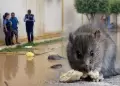 Lambayeque en alerta sanitaria por leptospirosis: Reportan siete casos confirmados y m�s de 130 sospechosos