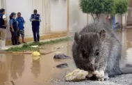 Lambayeque en alerta sanitaria por leptospirosis: Reportan siete casos confirmados y m�s de 130 sospechosos