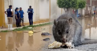 Lambayeque: 7 casos de leptospirosis y m�s de 130 sospechosos